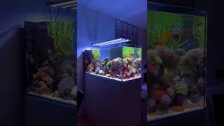 Ultimate Aquarium Room Tour 🐠 | Every Fishkeeper's Dream!