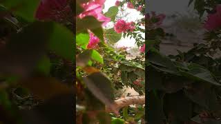 Flowers hd short #relaxingmusic essrelief #shorts #relaxingmusic