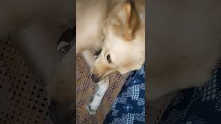 Playing with Jacky😂 #dogandfamily #shorts #viralshorts #doglover #dogplaying #cute