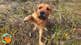 Dog Was Trapped in Cactus Patch Has the Sweetest Reaction to Rescue!  | Cuddle Buddies