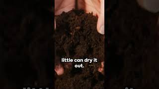 Homesteading Growth Journey  From Seed to Harvest  #fromseedtoharvest #homesteadingjourney