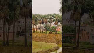 Tal gachh ek paye dariye 🥰 #youtubeshorts #shorts #viral #plumtree #recitation