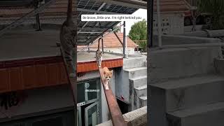 #dailyshorts #attitudestatus #besthindishorts #shorts