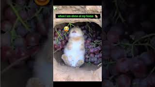 #12september2025 #shinning555 #shortvideo #funny #funnyshorts #funnyvideo #status #viral #foodie