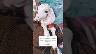 #goatcomedy #relaxing #relax #nature #meditationmusic #goat #goatcomedy #comedyfilms