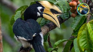 THAILAND'S RAIN FOREST IS HOME TO THESE STUNNING BIRDS