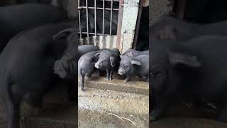 Chaiyema understand tq🙏🏻❤️whatasp number9814387265