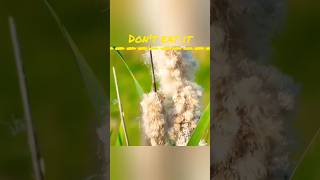 Don't eat it #shorts #viralshort #trendingfact #facts