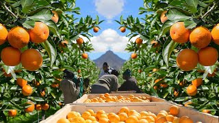 MODERN ORANGE FARMING IN SOUTH AFRICA - MODERN AGRICULTURAL TECHNOLOGY