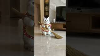 Cat Clean A Home #youtubeshorts  #funnyanimals #animalmishaps#shorts