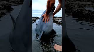 This Dolphin Was Trapped… Then Something Incredible Happened 🐬💔#dolphinrescue #oceanlife
