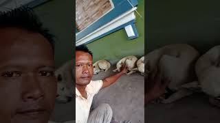 #funny #animals