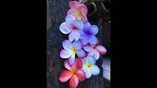 Plumeria rubra