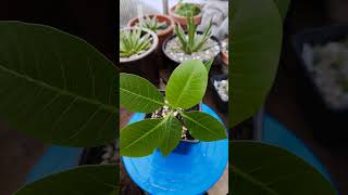 Plumeria rubra 🌱 #fromseed #plants #plumeriarubra #plumeria #winter #greenhouse #garden #flowers