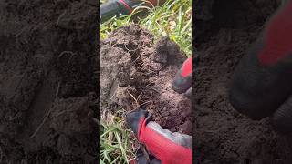 Coins? I dig it! #metaldetecting