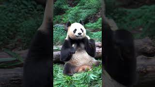 Peaceful Panda Moments: Bamboo Break in the Wild 🎋🐼
