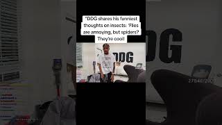 #ddg  vs. Insects: The Fly Frenzy & Spider Truce! #twitch