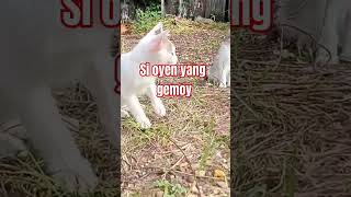 🥰Bermain bersama si oyen yang gemoy🥰