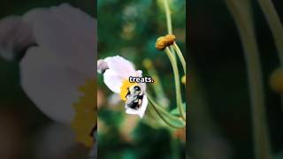 Bees Can Recognize Your Face! 🐝