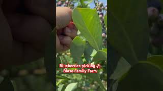 Blueberries Picking #blueberries #blueberryfarm #texas #blueberrypicking #rockwalltexas