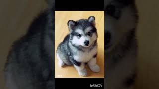 cute puppy's dancing#dogs #dancingdogs #puppylove #cute