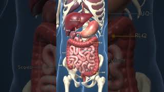 Diagestive System 3d Animation.  #3danimation #medical #education #animation #medicaleducation