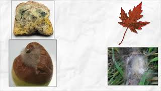 Black Fungus Fungal Disease in covid Mucormycosis  Corona update in Hindi ब्लैक फंगस के लक्षण