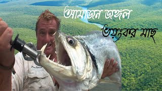 what a beautiful fish in the amazon river.fish in the amazon river