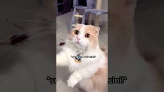 benarkah kucing pernah di sembah waktu dulu? #cat #kucing #kucinglucu #cat #kucingimut #cat