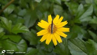 ভৃঙ্গরাজ ফুল (S.N:- Eclipta alba Linn) |sajibnag_officials