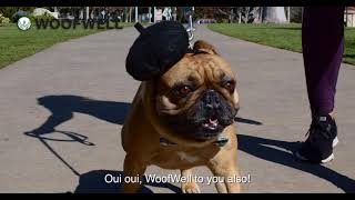 WoofWell Dog Commercial By Video Telepathy