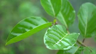 MÚSICA RELAJANTE PARA CALMAR LA MENTE Y DEJAR DE PENSAR   MÚSICA PARA REDUCIR LA ANSIEDAD