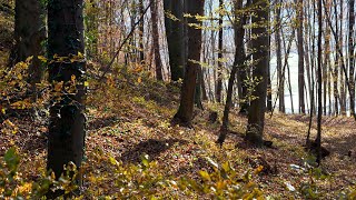 Forest in Autumn | Sony FX30