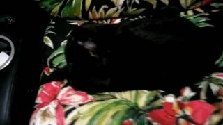 Chair thief