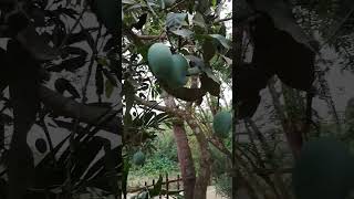 Rupali aam #mango