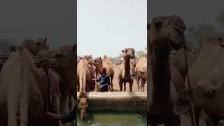Camels in Mandhi #AnimalLovers#camellife #CamelLovers#camels #CamelFestival2025 #CamelLovers