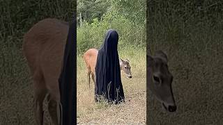 මුවන් පසුපස ආවේ මාරයාද? What are they looking for? #scary #ghost #deer #animal