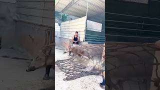 Teamwork with a Net to Control the Pig — Safe and Steady Transfer!
