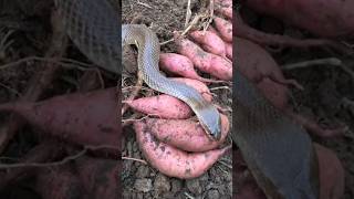 😮 The big beautiful cobra snake is eating sweet potato #cobrasnake #snakevideo