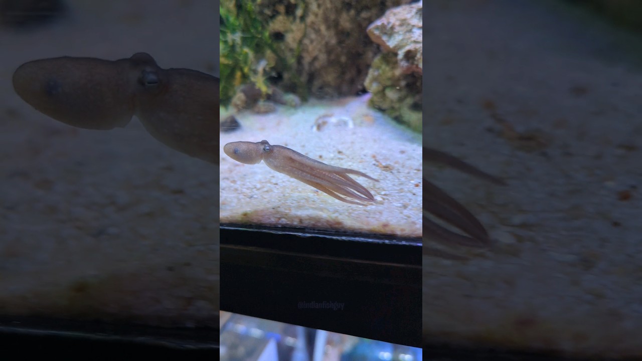 サムネ