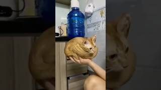 This cat DEFIES the laws of physics