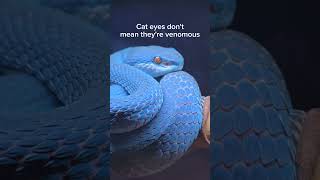 I've been lied to about snakes my whole life. #reptiles #venomoussnakes #cobra #pets