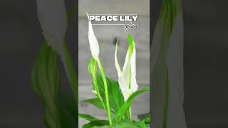 The Best Houseplant for Your Love Language  (Youre Gonna Relate to #3) #shorts