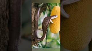 The big beautiful cobra snake is trying to eat jackfruit #snakevideo #cobrasnake