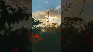 #love #song #aestheic #nature #flowers #aesthetic #lovesong #shortfeeds #dance