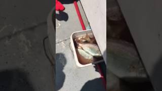 Insane porgy fishing in island sound may 2017