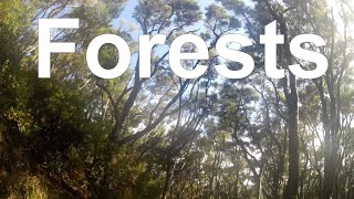 FORESTS