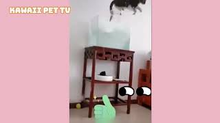 癒され動画。これでどうだカワイイ動物おもしろ映像集2022。【面白い動画】疲れたらあなたに癒しをフォーエヴァー。#shorts