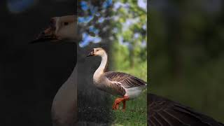 #photography #photoshop #animalloves #animalsphotography #animalplanet #wildcare #wildlifeplanet