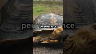 The Tortoise and the Hare #lifelessons #motivation #confidencejourney